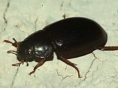 Water Scavenger Beetle